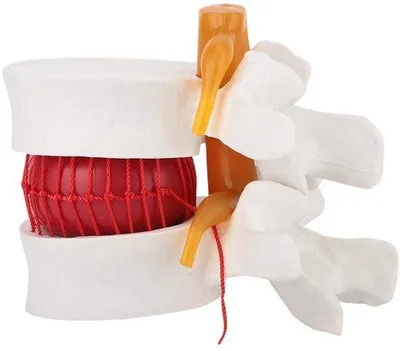 Image de Modèle anatomique de la colonne lombaire, en plastique, échelle 1:1,5, modèle de démonstration