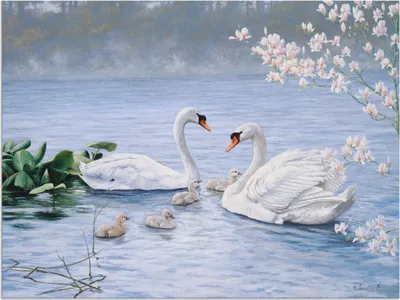 Produktbild von ARTland Wandbild Alu für Innen & Outdoor Stolze Schwanenfamilie Größe: 40x30 cm