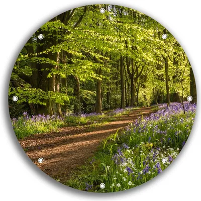 Produktbild von Wallario rundes Outdoor-Poster für Garten oder Balkon, Motiv Blaues Hasenglöckchen im Sommerwald, 30 cm Durchmesser
