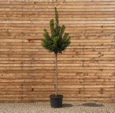 Produktbild von Westamerikanischer Erdbeerbaum Hochstamm 250-350 cm, Stammumfang 12-14 cm - Arbutus unedo Hochstamm, immergrün