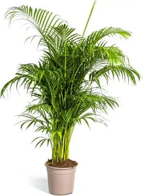 Produktbild von Dypsis Areca lutescens Goldfruchtpalme Ø27cm 150-170cm Zimmerpflanze Grünpflanze