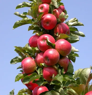 Produktbild von Säulenapfel `Rondo´ - zweijähriger Säulenapfel im 7,5L-Topf, ca. 80-120cm.