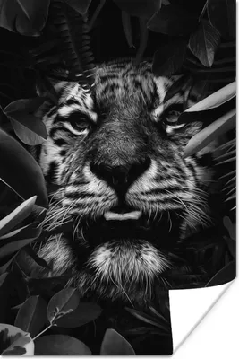 Produktbild von MuchoWow® Poster Tiger zwischen den Pflanzen - schwarz und weiß 120x180 cm - Kunstposter