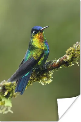 Produktbild von MuchoWow® Poster Vogel - Kolibri - Farben 40x60 cm - Plakate für die Wand - Poster Babyzimmer