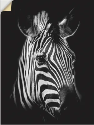 Produktbild von ARTland Wandbild, selbstklebend Zebra Größe: 45x60 cm