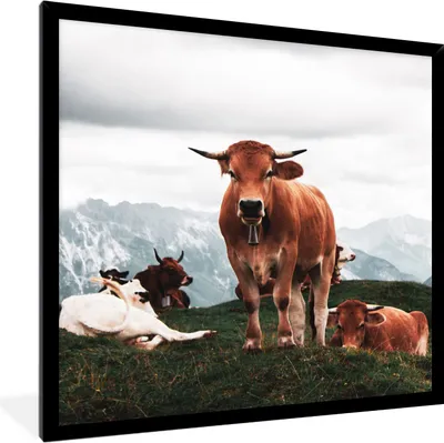 Produktbild von MuchoWow® Gerahmtes Poster Tiere - Kuh - Berg 40x40 cm - Poster mit Schwarzem Bilderrahmen Wandposter Rahmen Foto Bilder - Mit Rahmen - Wanddekoration Schlafzimmer