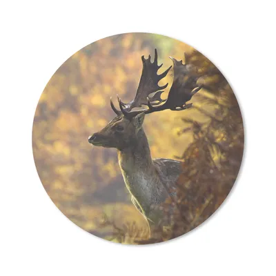 Produktbild von MuchoWow® Mauspad Mousepad Hirsche - Geweihe - Herbst 40x40 cm - Mousepads - Maus Mat - Pad - Mausunterlage - Schreibtisch Accessoires