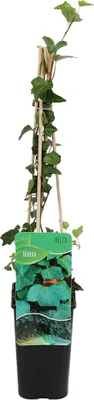 Produktbild von Bloomique - Hedera Helix - Kleinblättriges Efeu - Immergrün - Kletterpflanzen - Gartenpflanzen - Winterhart - Topf 15 cm - 70-80 cm hoch