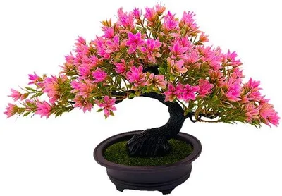 Immagine prodotto di Bonsai artificiale in vaso di Vetroceramica, 20 cm, Podocarpus, decorazione per soggiorno e camera da letto
