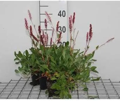 Obrázek produktu pro 6 x Persicaria aff. 'Darjeeling Red' - Svízel červený - květináč 9 x 9 cm