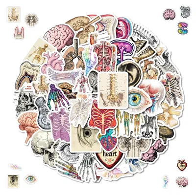100 anatomische Organsticker, wasserdichtes PVC, bunt, 50 Designs