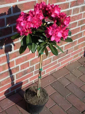 Produktbild von Rhododendron Yakushimanum "Morgenrot" - Stämmchen, Alpenrose Morgenrot, Höhe inklusive Topf: 120-130 cm