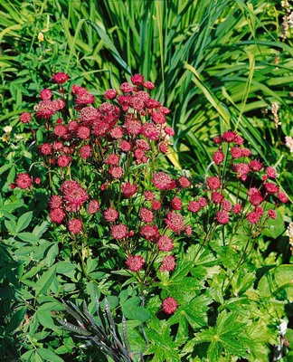 Produktbild von Große Sterndolde Ruby Wedding, im Topf - Astrantia major
