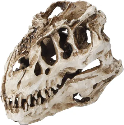 Productafbeelding van Harsmodel van een dinosaurus schedel, decoratieve dierenschedel, ornamenten voor thuis of op kantoor, Halloween decoratie, kunsthandwerk, educatief hulpmiddel