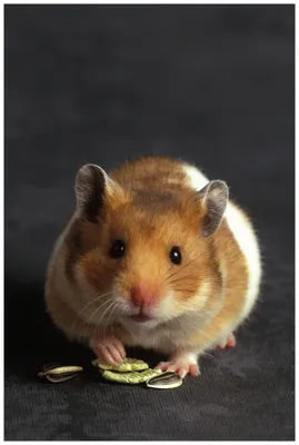 Produktbild von Wallario Wandbild aus Acryl, 90 x 60 cm, freischwebende Optik - Putziger Hamster mit Nüssen zwischen den Pfoten
