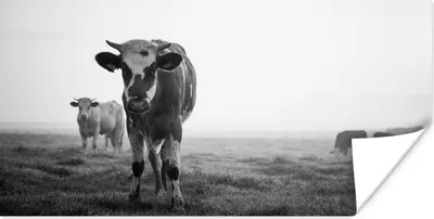 Produktbild von MuchoWow® Poster Kühe im Morgennebel schwarz-weiß Foto 150x75 cm - ohne Rahmen