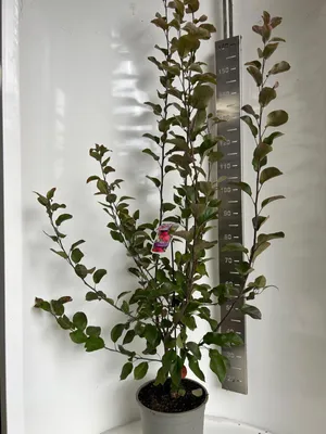 Produktbild von Malus transitoria Appletini® ('Gulliver'PBR) - Zierapfel | 100-120 cm im Topf