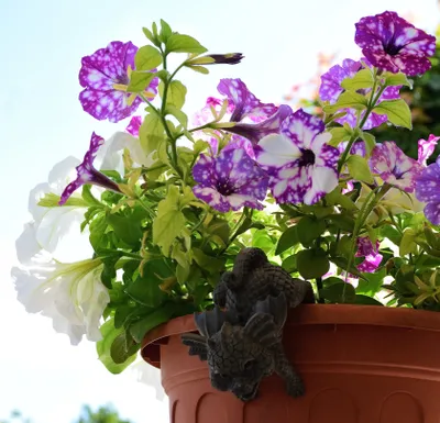 Produktbild von Niedlicher Blumentopfhänger als Drache - Gartendrache
