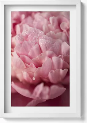 Produktbild von Zarte Blütenblätter– Wandbild mit Rahmen – Gerahmtes Bild  – Wanddekoration – 40x60 cm – Weiß
