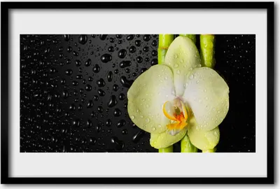 Produktbild von Bild 60x40 MDF-Rahmen Wandkunst Bamboo Orchid Blumen