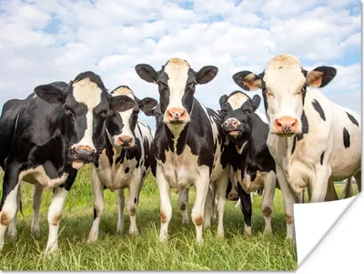 Produktbild von MuchoWow® Poster Kühe - Weide - Tiere - Natur - Gras 40x30 cm - Plakate für die Wände - Poster Wohnzimmer