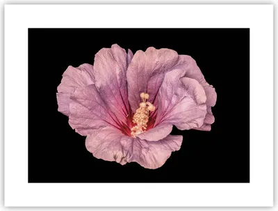 Produktbild von Poster - Poster ohne Rahmen - Hibiskus Blume Rosa - 40x30 cm - Wand Bild - Wanddeko - Wandbilder - Kunstposter - Wandposter - Bilder - Kunstdruck - Wanddekoration - Wandbild - P2XAA40x30-4481