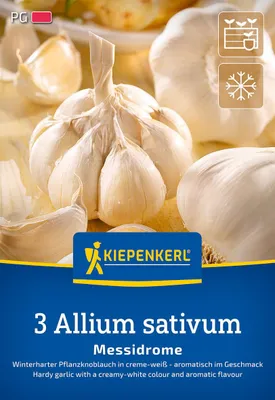 Artikelbild 2 von 'Knoblauch Messidrome (3 Stück)' aus der Kategorie Winterpflanzknoblauch