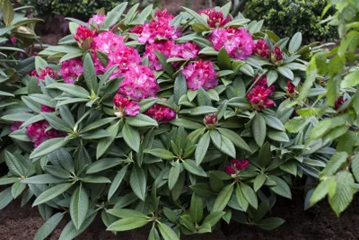 Produktbild von Rhododendron Hybr. 'Berliner Liebe', rosa Blüten, 40–50 cm
