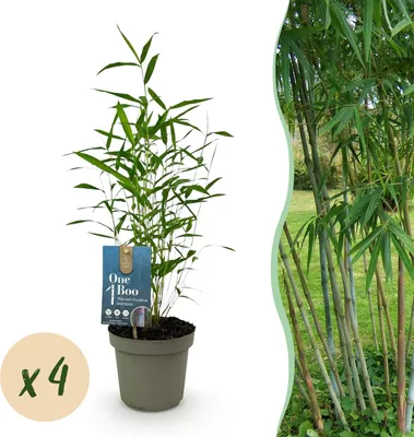 Produktbild von GreenboutiQ - Bambus - Fargesia - Grün - 4 Pflanzen - Immergrün - Nicht Ausbreitend - Topf 14cm Höhe 35cm