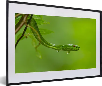 Produktbild von MuchoWow® MuchoWow® Gerahmtes Poster Grüne Schlange aus der Nähe 60x40 cm - Poster mit zchwarzem Bilderrahmen - Schlafzimmer - Plakat in Rahmen - Drucken
