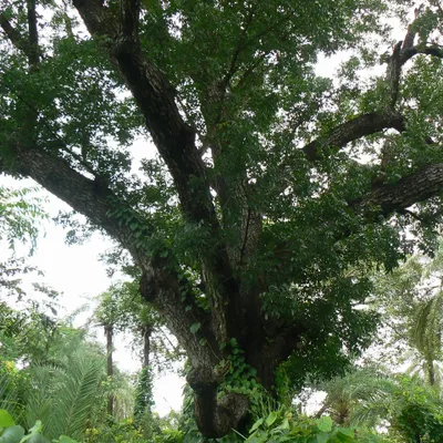 Obrázek produktu pro Mahagon (Swietenia mahagoni) – 3 semena