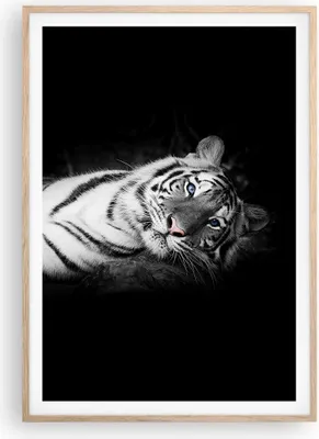 Produktbild von Gerahmtes Poster - Rahmen in heller Eiche - Weiß Tiger Schwarz und Weiß - 70x100 cm - Wand Bild - Wanddeko - Wandbilder - Wandposter - Bilderrahmen - Bilder - Kunstdruck - Wandbild - P2NPA70x100-4247