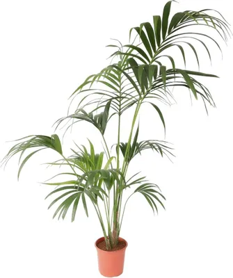 Zdjęcie produktu dla Kencja - Howea forsteriana - Wysokość 150-170cm - ⌀24cm
