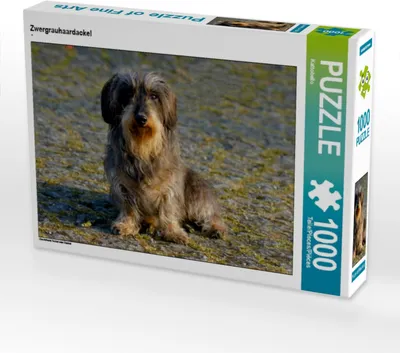 Produktbild von Calvendo Zwergrauhaardackel 1000 Teile Puzzle quer 640x480mm, CALVENDO; 7315419