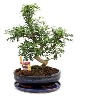 Produktbild von Bonsai Szechuan-Pfeffer - Zanthoxylum piperitum - ca. 12-15 Jahre