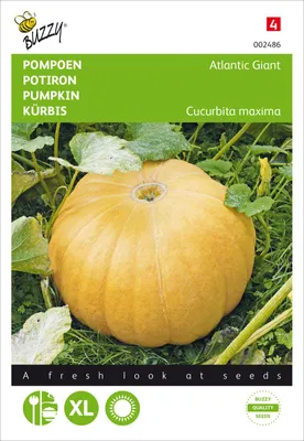 Produktbild von Kürbis Atlantic Giant | Riesenkürbissamen von Buzzy Seeds