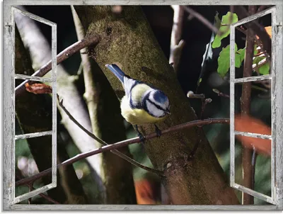 Produktbild von ARTland Glasbild Fensterblick - Blaumeise Größe: 80x60 cm