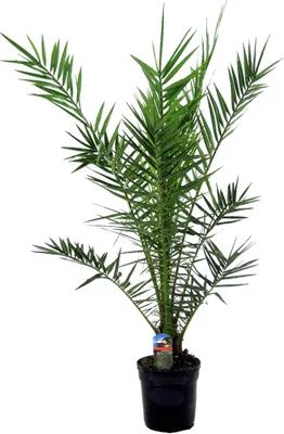 Produktbild von Bloomique - Phoenix Canariensis - Kanarische Dattelpalme - Palme - Balkonpflanzen Winterhart - Höhe 100-120 cm - Topf 21 cm