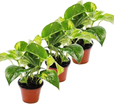 Produktbild von 3er Set Efeutute - Scindapsus - Epipremnum - 12cm Topf