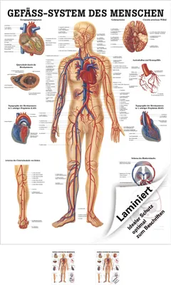Produktbild von Das Gefäßsystem Lehrtafel Anatomie 100x70 cm medizinische Lehrmittel