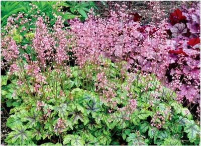 Produktbild von Stauden Gänge 10 x Heucherella Hybride 'Tapestry' im 1 Liter Topf - Purpurglöckchen / Heuchera - Struktur, Farbe und Eleganz in Perfektion