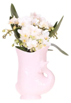 Produktbild von Kolibri Orchids Weiße Orchidee Nazaré + Fischtopf rosa - Topfgröße 9cm