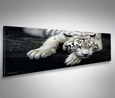 Produktbild von Bild Bilder auf Leinwand Bengalischer Tiger V2 Panorama  - XXL Eyecatcher von islandburner Poster Leinwandbild Wandbild
