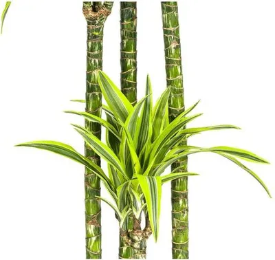 Zdjęcie produktu dla Drzewo smocze Dracaena deremensis Lemon Lime – roślina doniczkowa, średnica 27 cm, wysokość 180 cm, element dekoracyjny