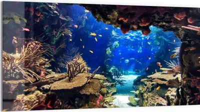 Produktbild von DEQORI Glasbild Echtglas 100x50 cm 'Exotisches Aquarium' Wandbild Bild modern Deko
