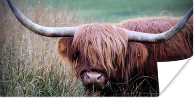 Produktbild von MuchoWow® Poster Schottischer Highlander - Hörner - Gras 40x20 cm - Poster für die Wand - Poster Schlafzimmer