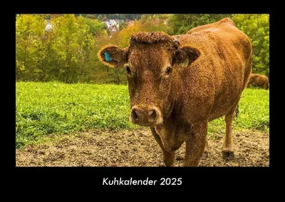 Produktbild von Kuhkalender 2025 Fotokalender DIN A3