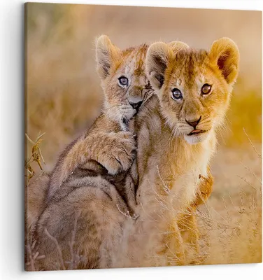 Produktbild von Bild auf Leinwand - Leinwandbild - Löwe Natur Tier - 50x50cm - Wand Bild - Wanddeko - Wandbilder - Leinwanddruck - Bilder - Kunstdruck - Wanddekoration - Leinwand bilder - Wandkunst - AC50x50-3480