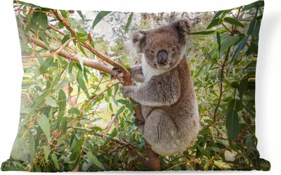 Produktbild von MuchoWow® Outdoor Kissen - Koala - Baum - Blätter - Kinder - Jungen - Mädchen - 60x40 cm - Wetterfest - Lounge Kissen - Zierkissen - Kissen für Innenräume