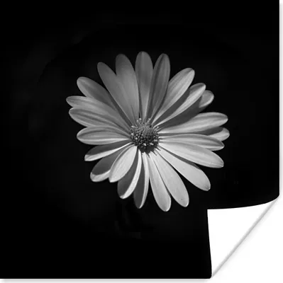 Produktbild von MuchoWow® Poster Ein weißes Gänseblümchen auf schwarzem Hintergrund 50x50 cm - Wohnzimmerdekoration
